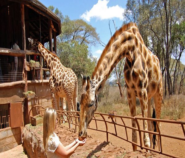 giraffe-center-nairobi-1